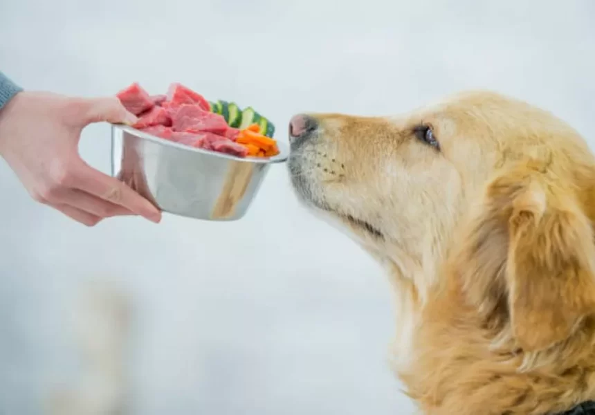 Using HPP Food Sterilization Equipment to Produce Cleaner-Label Raw Pet Foods
